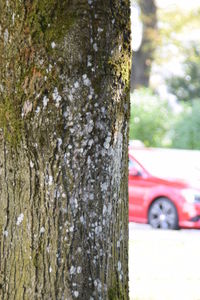 Close-up of tree trunk