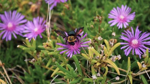 Close-up of honey bee pollinating on purple flower