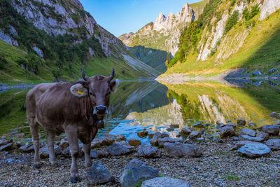 Cow standing at lakeshore against mountains