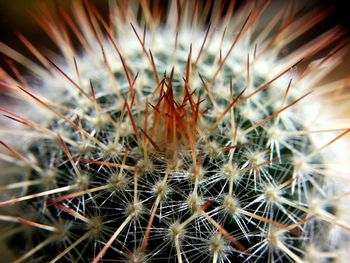 Close-up of cactus plant