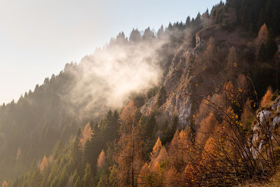 Panoramic view of trees and mountains against sky