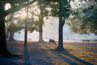 People walking in forest