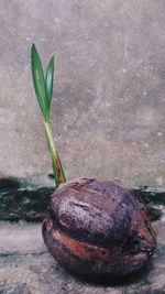 Close-up of bread on plant against wall