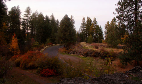 Road amidst trees in forest during autumn