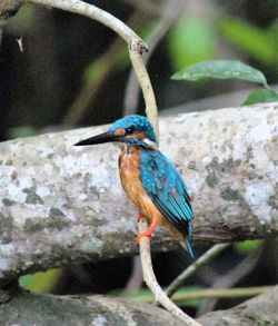 Bird perching on wood