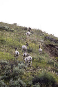 Sheep on grass