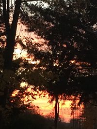 Silhouette trees in forest during sunset