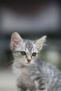 Close-up portrait of tabby cat