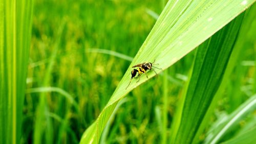 Close-up of insect on grass