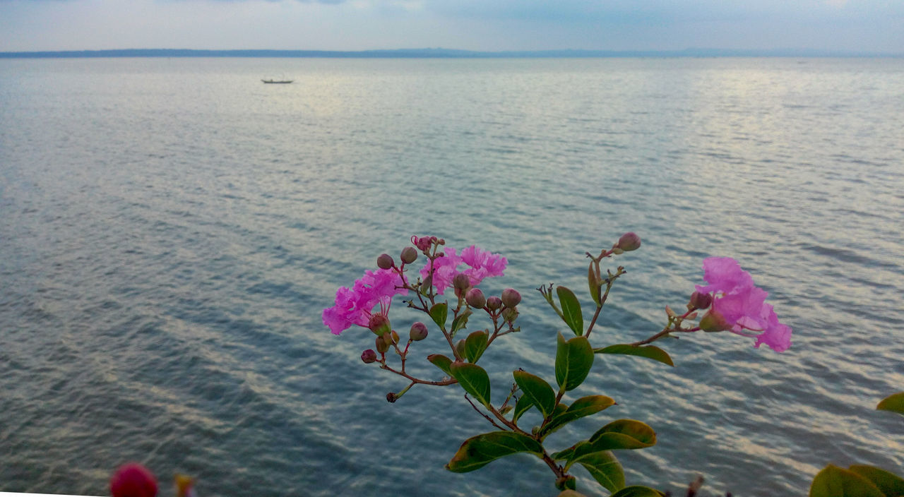 CLOSE-UP OF PINK FLOWERING PLANT IN SEA