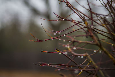 Close-up of raindrops on branch