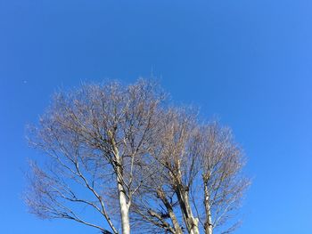 Low angle view of trees against clear blue sky