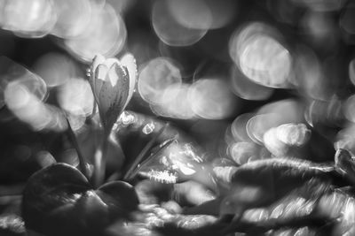 Close-up of crocus flower