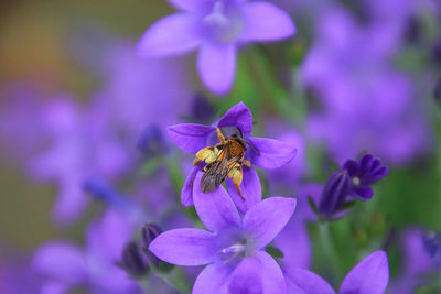 Close-up of bee pollinating on purple flower