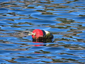 High angle view of duck swimming in lake
