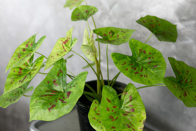 High angle view of leaves