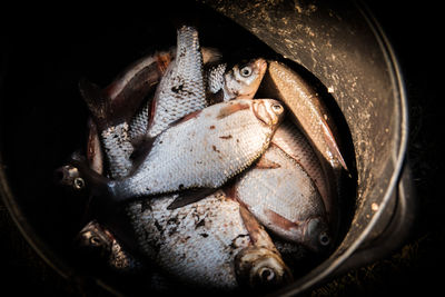 High angle view of fish in container