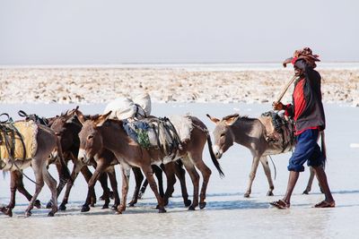 Horses riding horse on beach