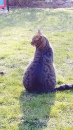 Cat sitting on field
