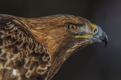 Close-up of eagle