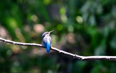 Close-up of bird perching on branch