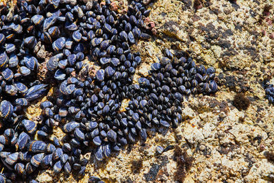 Full frame shot of stones