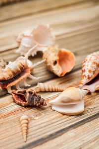 Close-up of shells on table
