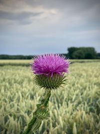 Close-up of purple thistle flower on field