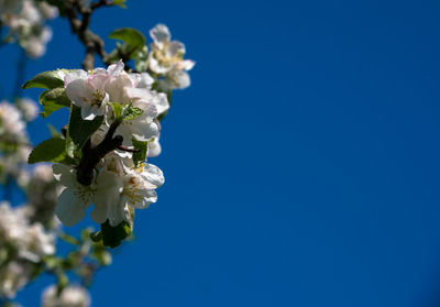 Low angle view of cherry blossom against clear blue sky