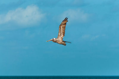 Pelican flying against blue sky