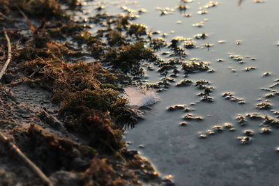 High angle view of plants in water at sunset