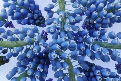 Close-up of blue flowering plants