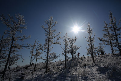 Low angle view of trees against clear sky