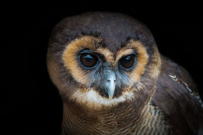 A malay owl closeup in a falcrony in saarburg, copy space