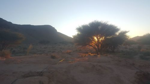 Trees on landscape against clear sky during sunset