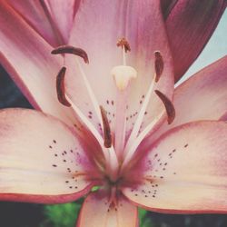 Close-up of pink flower