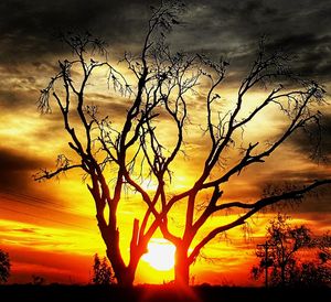 Silhouette bare tree against dramatic sky during sunset