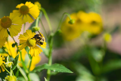 Close-up of bee pollinating on yellow flower