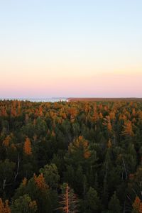 Scenic view of forest against sky during sunset