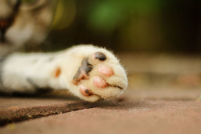 Close-up of a cat