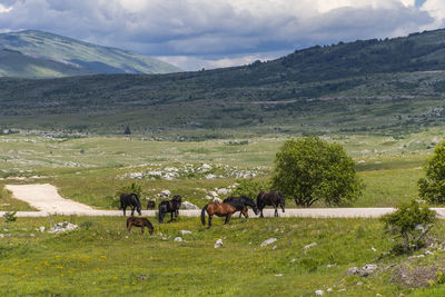 Horses in a field