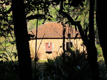 Silhouette trees against built structure