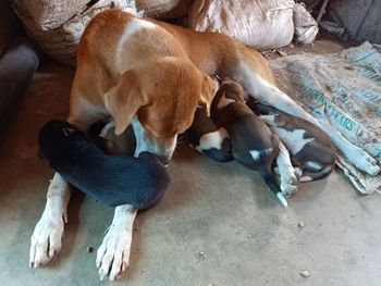 High angle view of a dog sleeping