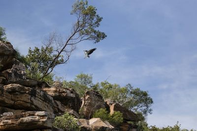 Low angle view of bird flying by trees against sky on sunny day