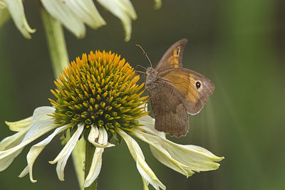 Close-up of butterfly pollinating on flower