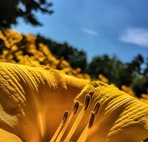 Close-up of yellow flower against sky