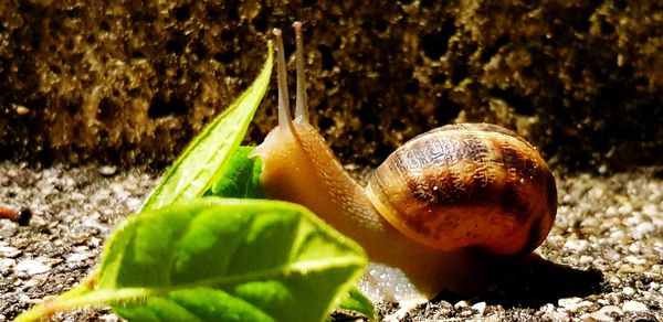 Close-up of snail