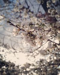 Close-up of cherry blossoms in spring