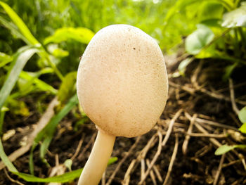 Close-up of mushroom growing on field