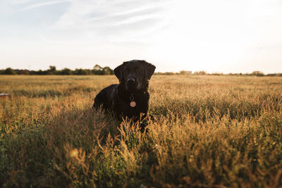 Dog standing amidst plants on field against sky during sunset